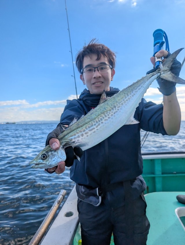 サゴシ(サワラ)