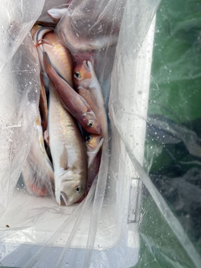 アマダイ(アカアマダイ)・シロアマダイ