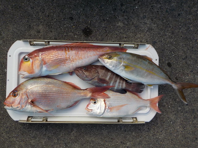 アマダイ(アカアマダイ)