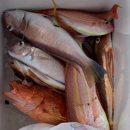 アマダイ(アカアマダイ)