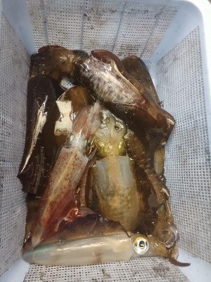 ヤリ(ヤリイカ)