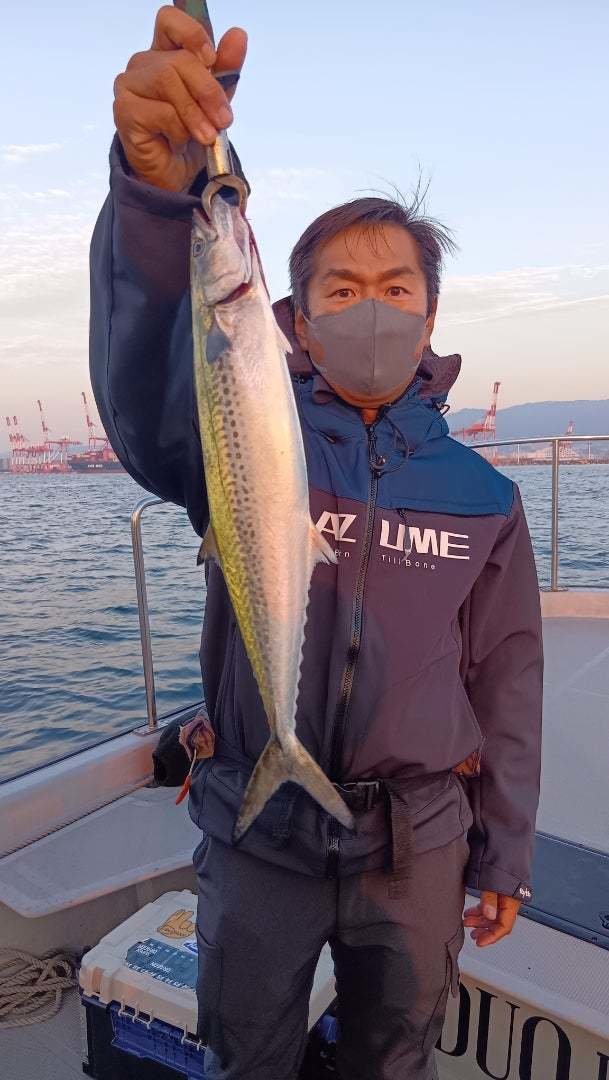 サゴシ(サワラ)