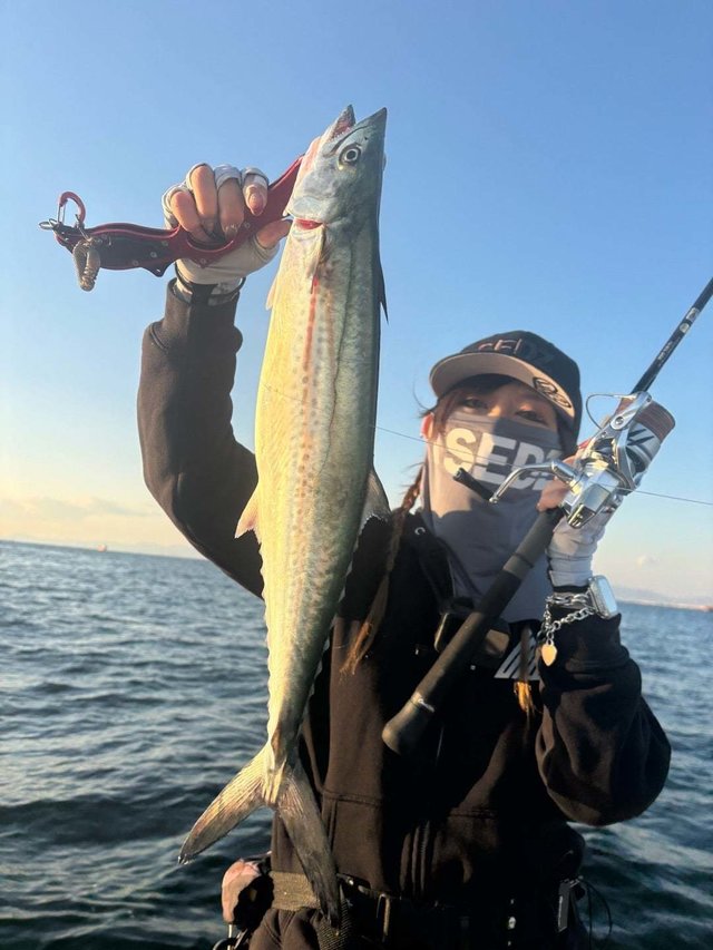 サゴシ(サワラ)