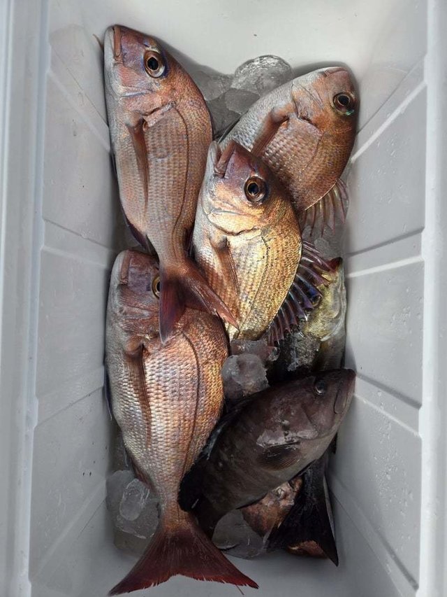 マダイ・ハタ(マハタ)