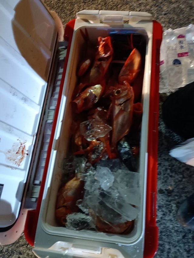 クロムツ・キンメ(キンメダイ)