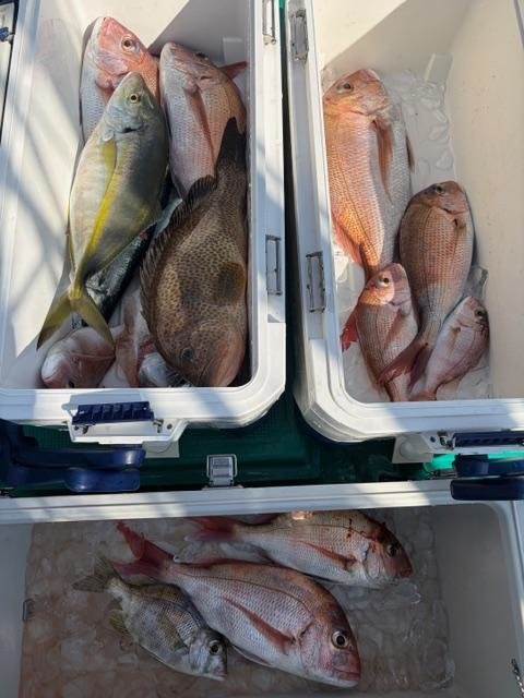 マダイ・チャリコ(マダイ)・シマアジ・ハタ(マハタ)