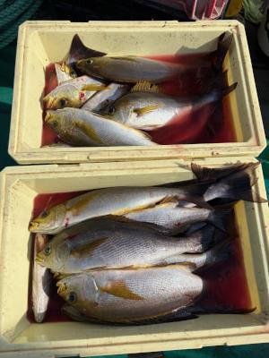 イサギ(イサキ)