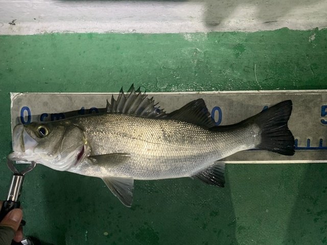 シーバス(スズキ)