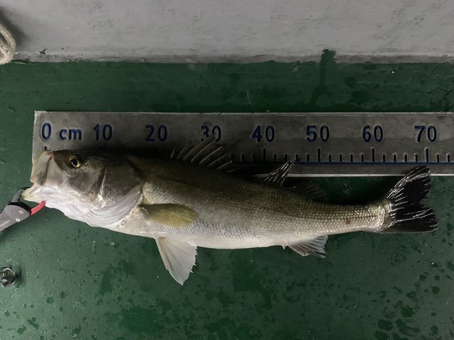 シーバス(スズキ)