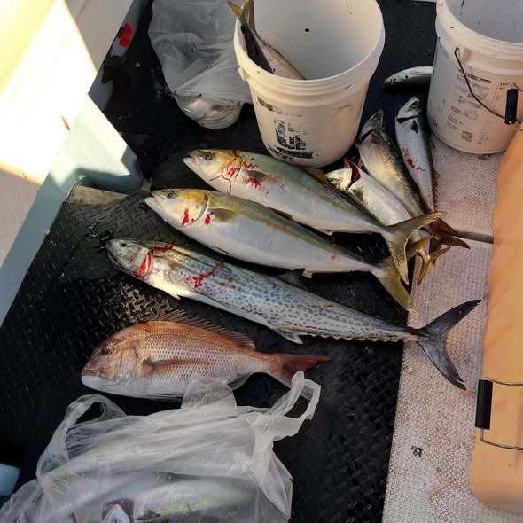 マダイ・アジ(マアジ)・ハマチ(ブリ)・サワラ