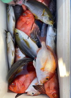 キダイ・イサキ・キントキ(チカメキントキ)・サバ(ゴマサバ)