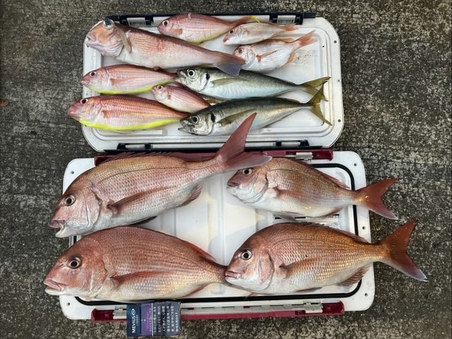 マダイ・レンコダイ(キダイ)・マアジ・アマダイ(アカアマダイ)・イトヨリ(イトヨリダイ)