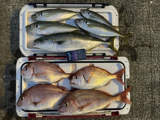 マダイ・マアジ・イナダ(ブリ)