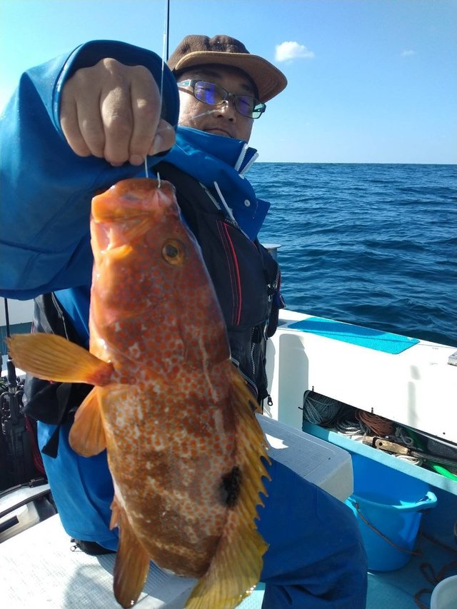 アコウ(キジハタ)