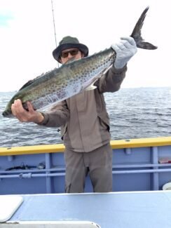 サゴシ(サワラ)