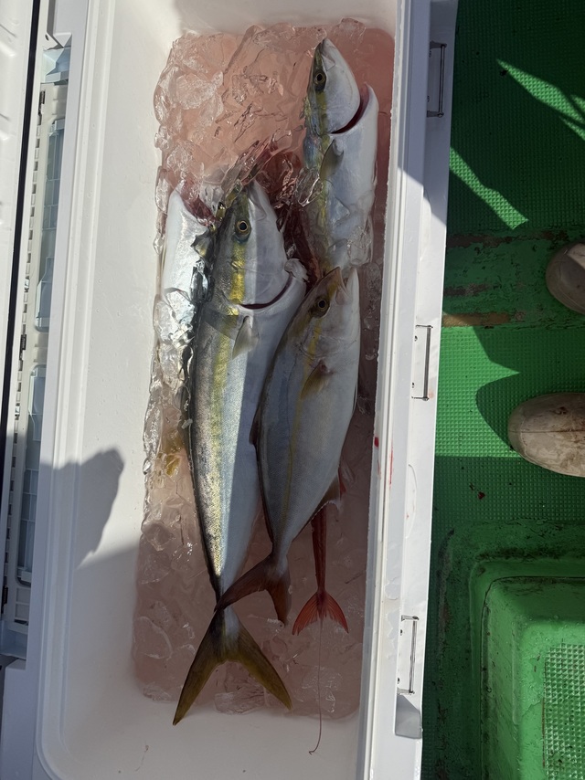 メジロ(ブリ)・カンパチ