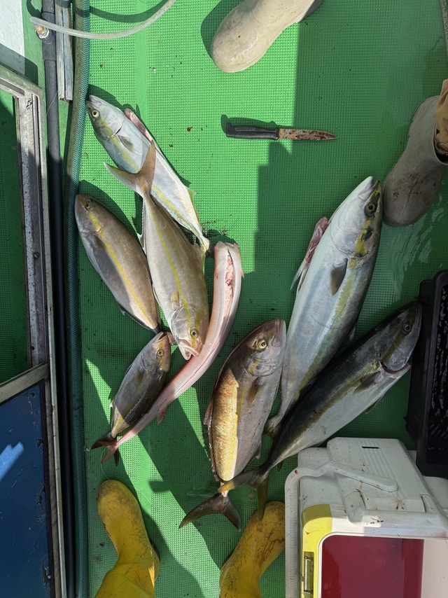 メジロ(ブリ)・カンパチ