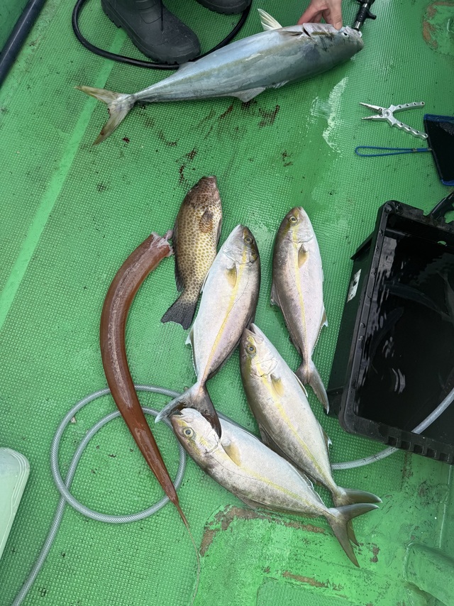 メジロ(ブリ)・カンパチ