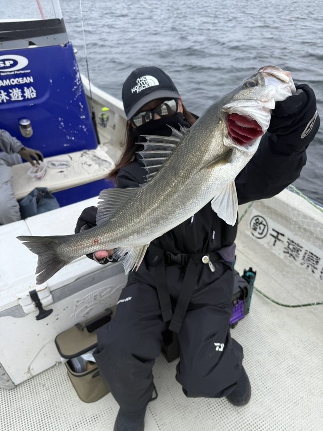 シーバス(スズキ)