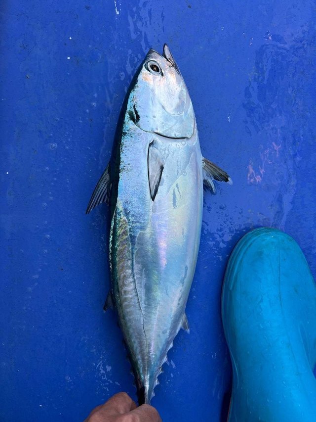 ヒラソーダ(ヒラソウダ)