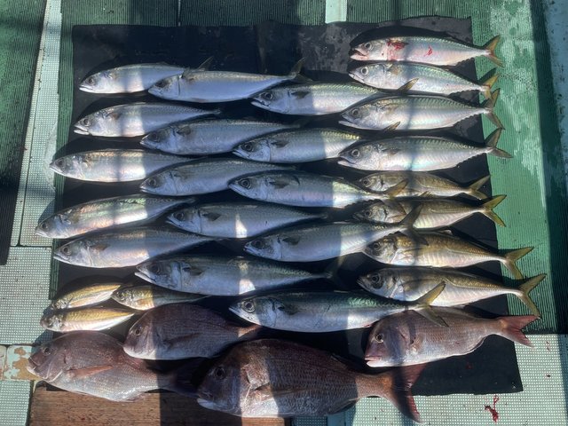 マダイ・マアジ・マサバ