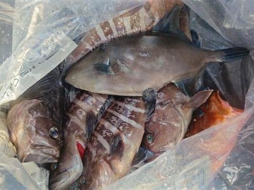 マハタ・カサゴ・ウマヅラ(ウマヅラハギ)