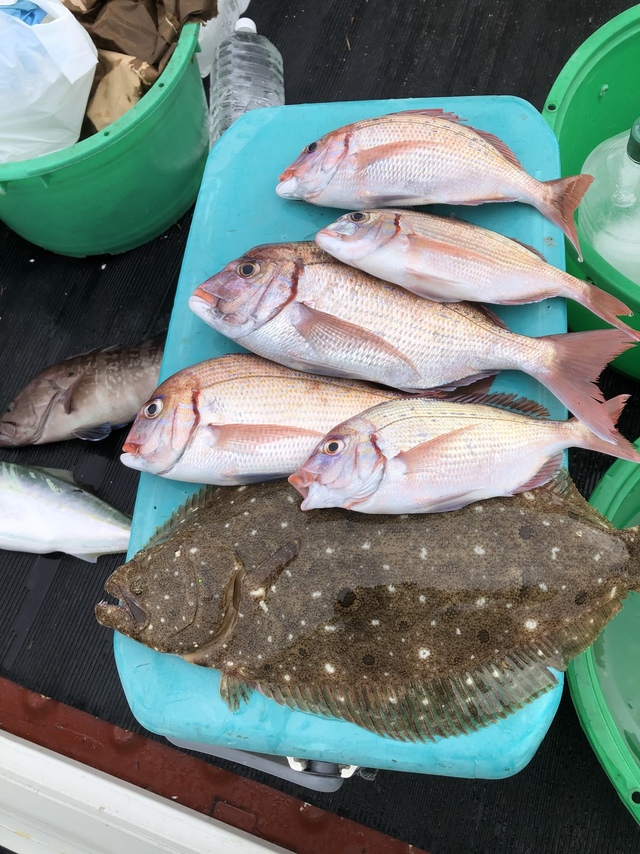 ハナダイ(チダイ)・ヒラメ