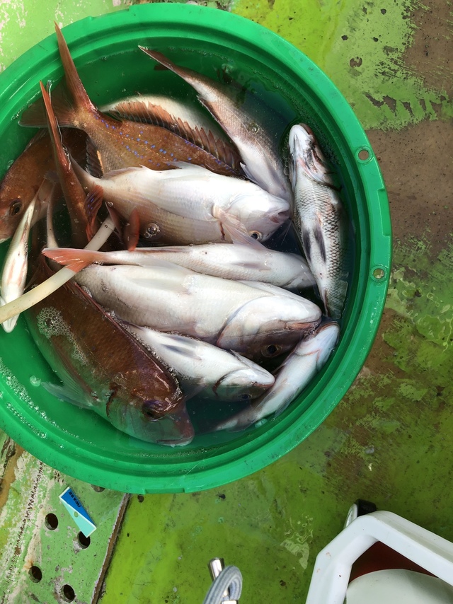 ハナダイ(チダイ)