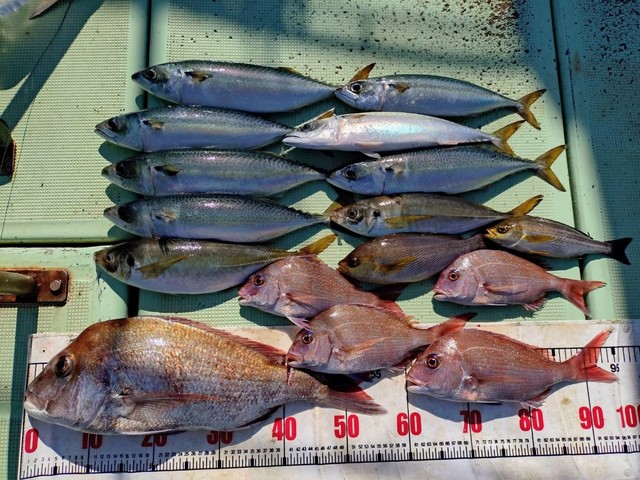 タイ(マダイ)・アジ(マアジ)・イサギ(イサキ)・マサバ