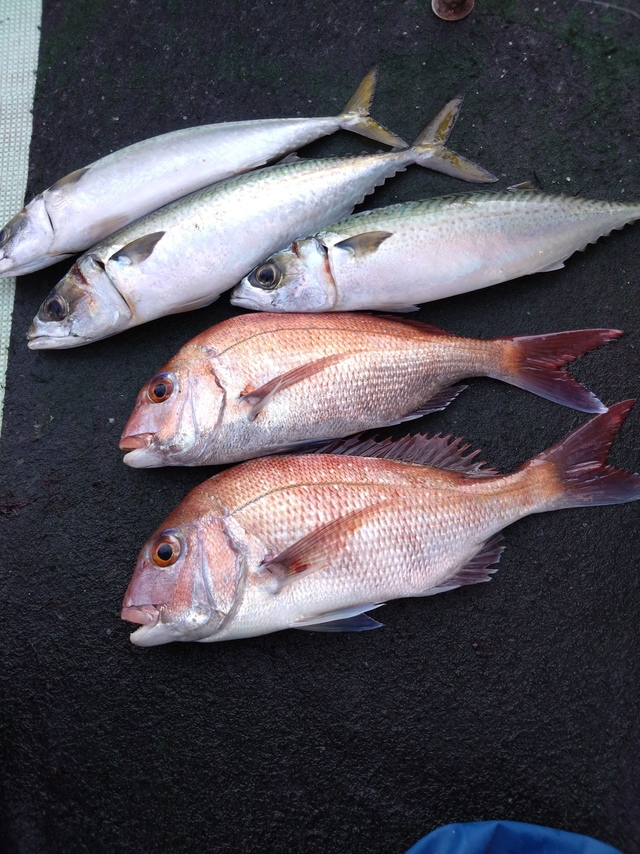 タイ(マダイ)・サバ(マサバ)