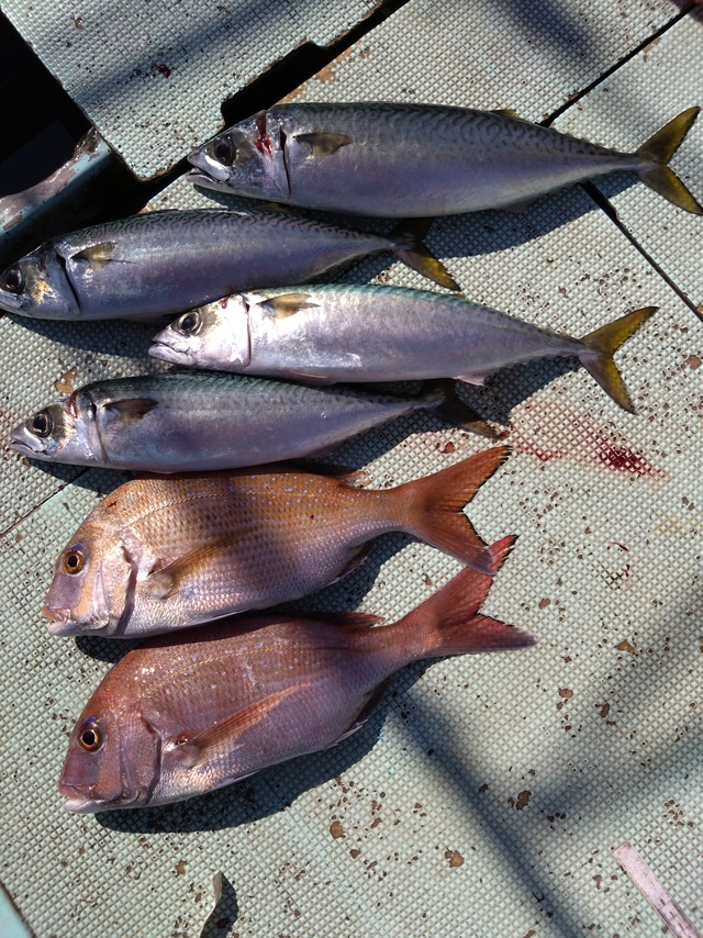 タイ(マダイ)・サバ(マサバ)