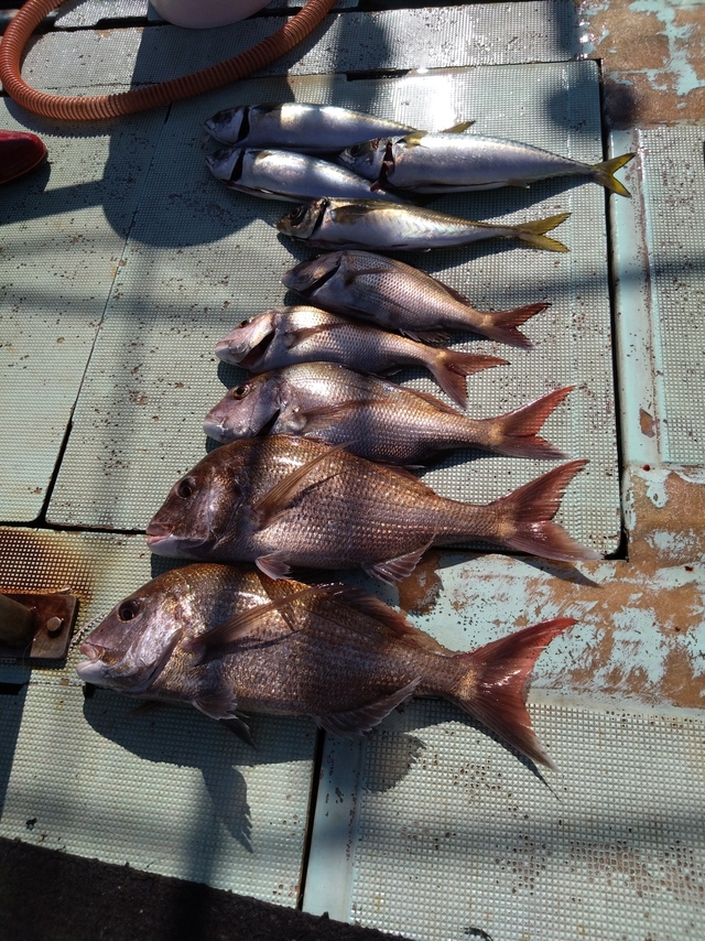 タイ(マダイ)・アジ(マアジ)・サバ(マサバ)