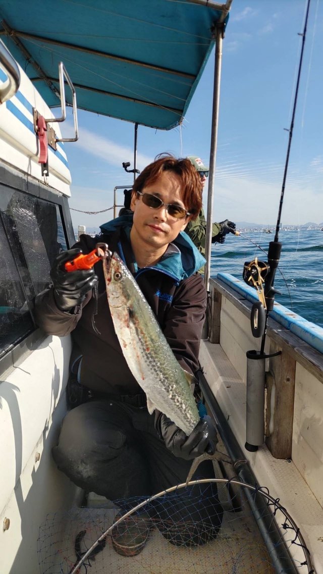 サゴシ(サワラ)