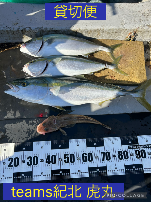 ブリ・メジロ(ブリ)・イネゴチ