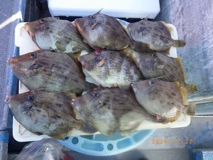 カワハギ