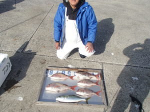 マダイ・イナダ(ブリ)