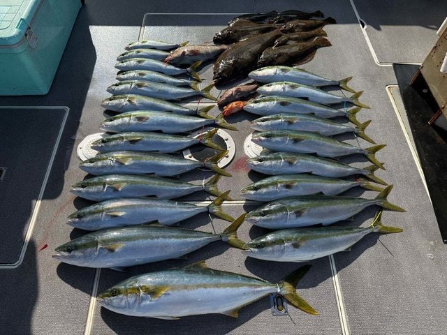 ヒラマサ・ヒラメ