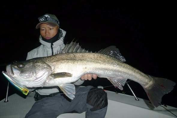 シーバス(スズキ)