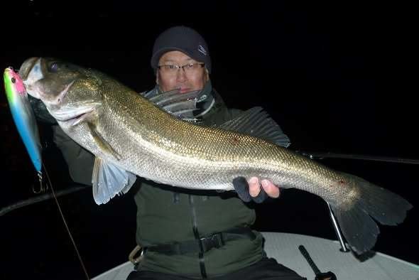 シーバス(スズキ)