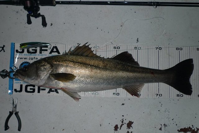 シーバス(スズキ)