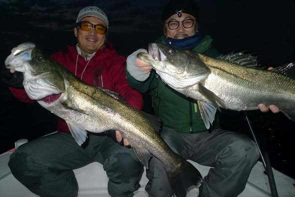 シーバス(スズキ)