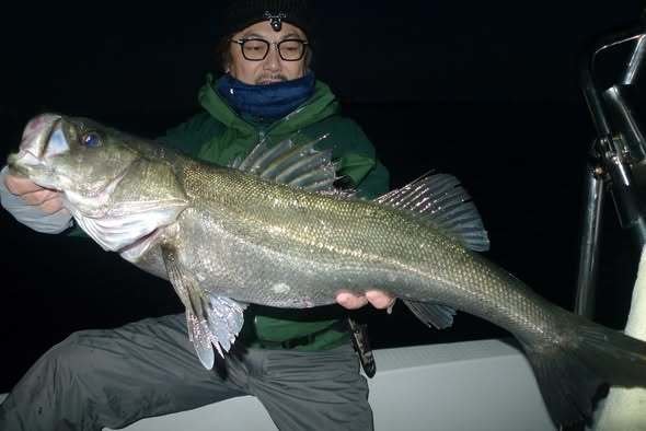 シーバス(スズキ)