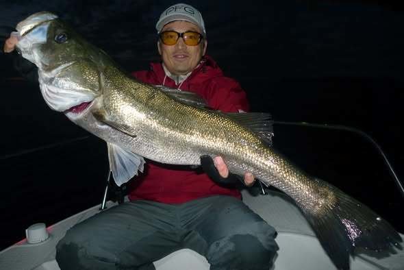 シーバス(スズキ)