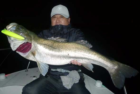 シーバス(スズキ)