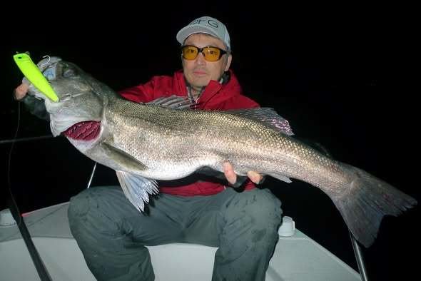 シーバス(スズキ)