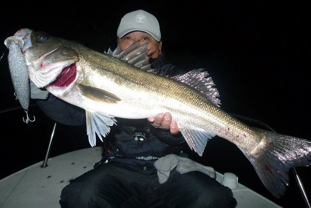 シーバス(スズキ)