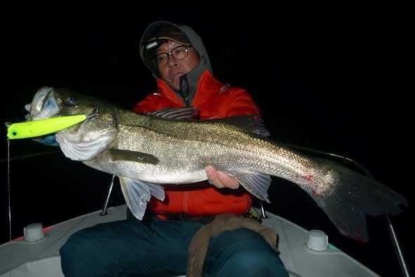 シーバス(スズキ)