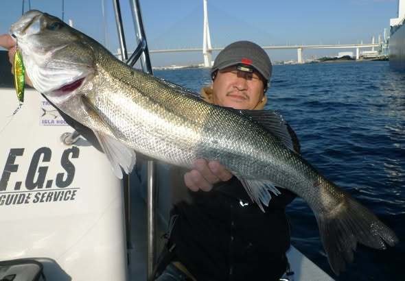 シーバス(スズキ)