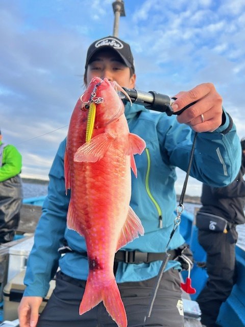 ホウライヒメジ