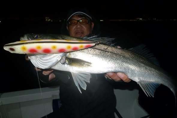 シーバス(スズキ)